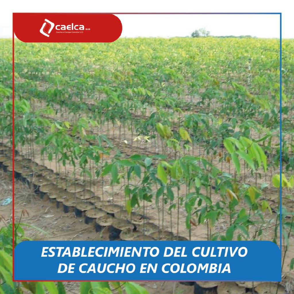 Establecimiento del cultico de caucho en Colombia - CAELCA
