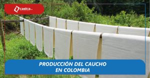 Noticias blog producción del caucho - CAELCA-01