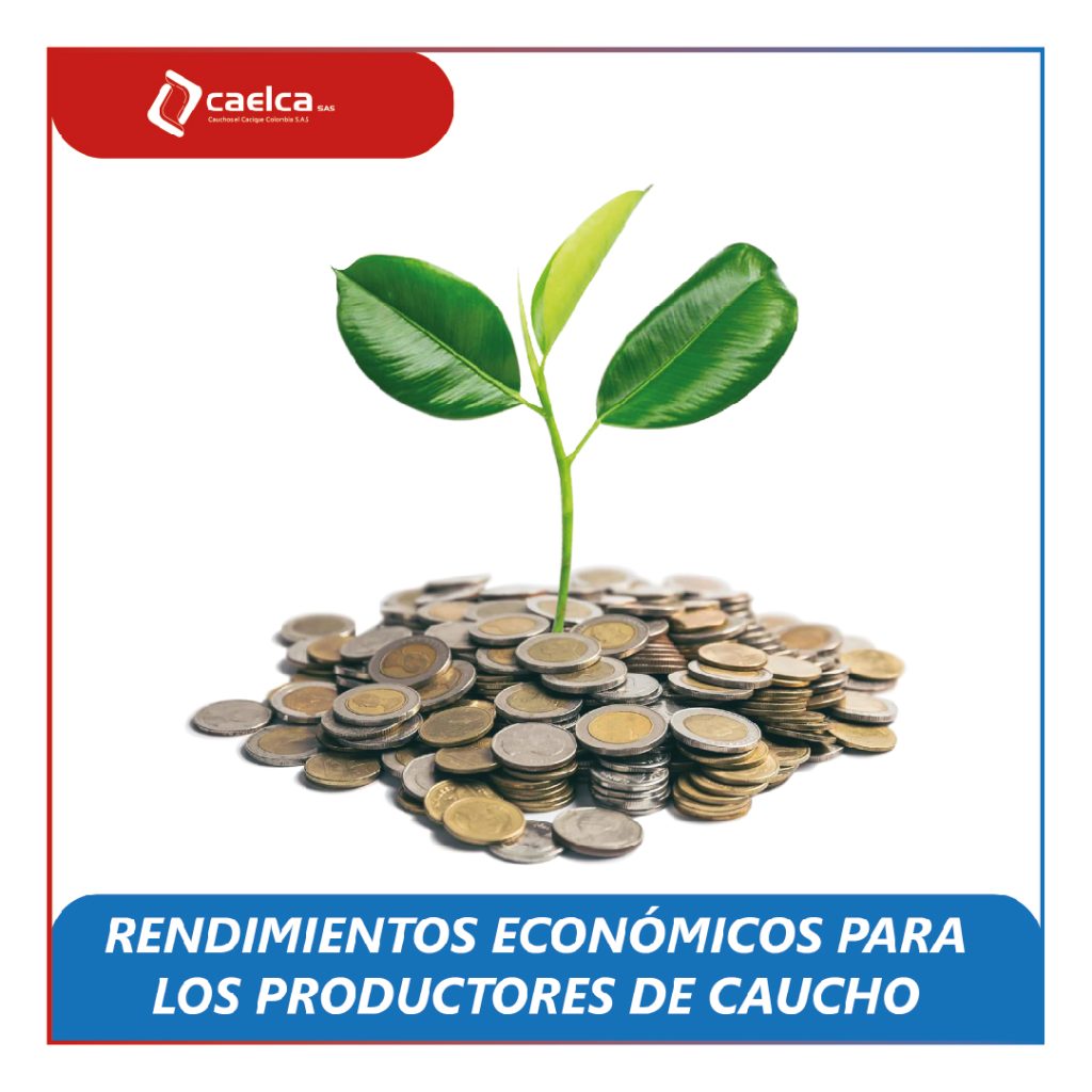 Mejores rendimientos económicos para los productores de caucho en Montelíbano