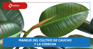 Noticia blog Manejo del caucho - CAELCA