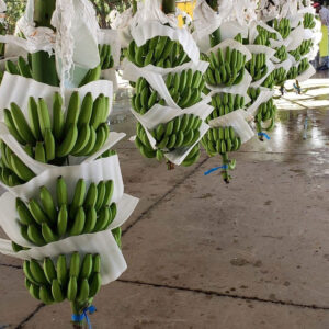 termo espuma-proteccion-frutas-CAELCA termo espuma proteccion-frutas-CAELCA