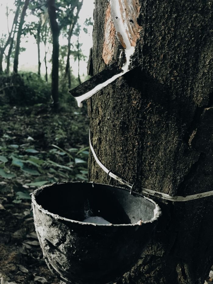 services-04 Close-up of rubber tapping on a tree with a collecting cup in a forest.